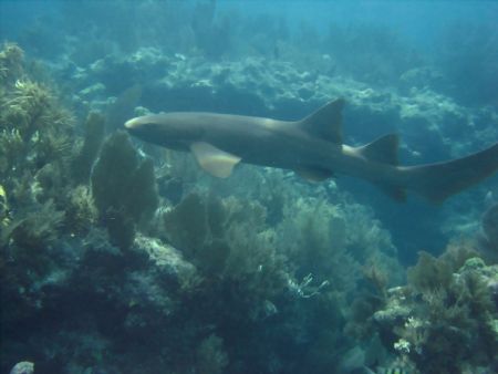 Reef Shark off Key Largo by Mark Schmitt 