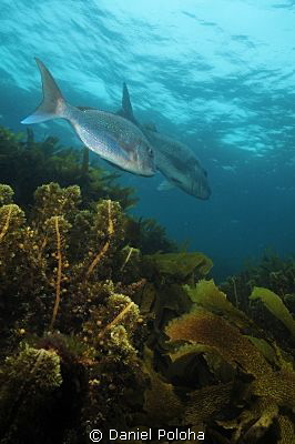 Two snappers over a kelp-covered reef by Daniel Poloha 