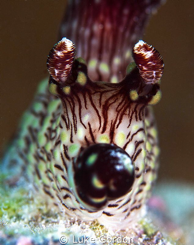 Jorunna rubescens blowing a kiss! by Luke Gordon 