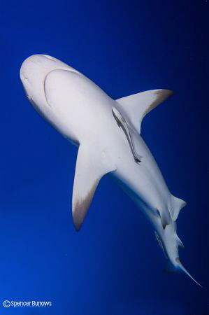 Shark in Blue by Spencer Burrows 
