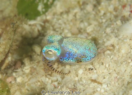 Cuttlefish by Lawrence Lee 
