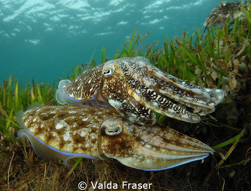 The female broadclub cuttlefish is selecting the perfect ... by Valda Fraser 