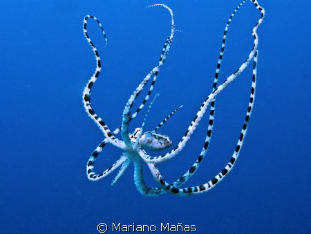 Mimic octopus by Mariano Mañas 