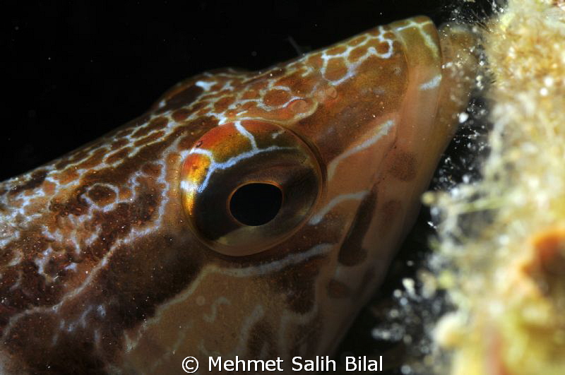 A close-up in Saros. by Mehmet Salih Bilal 