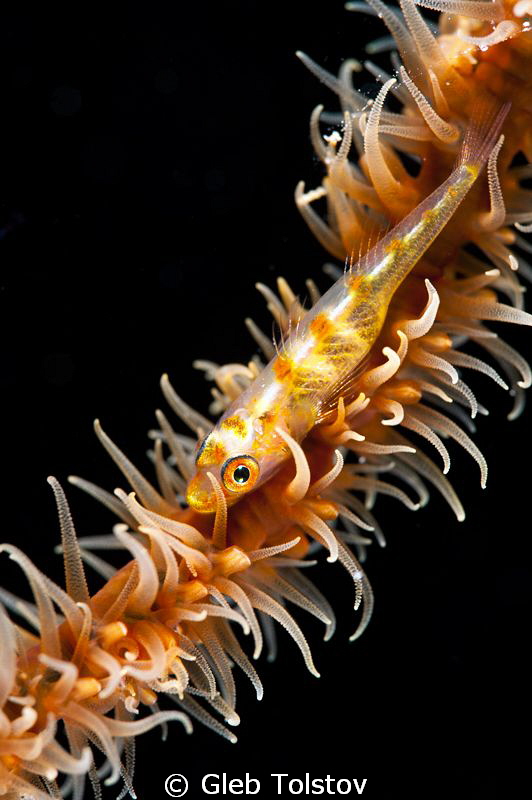 The goby by Gleb Tolstov 