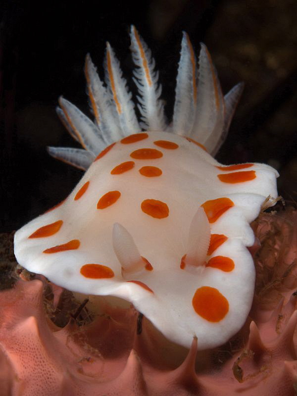 Chromodoris tasmaniensis, Bare Island. by Doug Anderson 