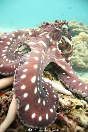 Octopussy by Miles Jackson 