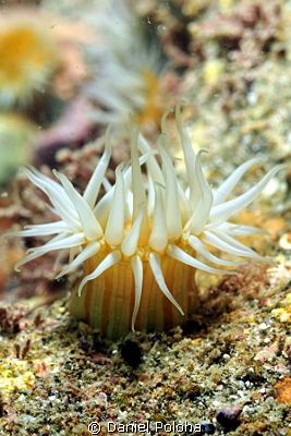 Anemone by Daniel Poloha 