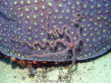Brittlestar by Mariano Mañas 