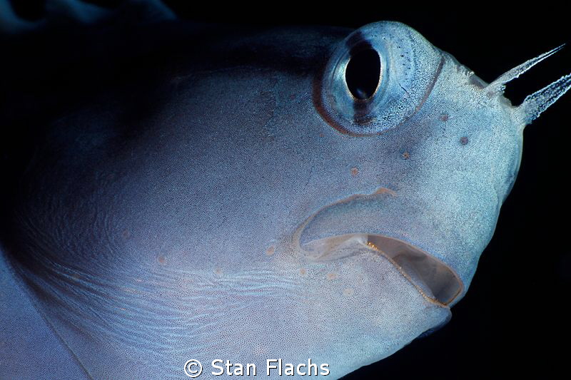 Blue blenny - finally in front of my Subsee diopter by Stan Flachs 
