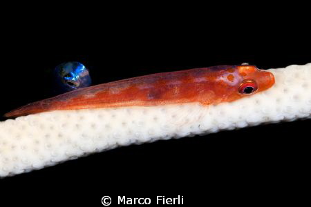 weep and ghost goby by Marco Fierli 
