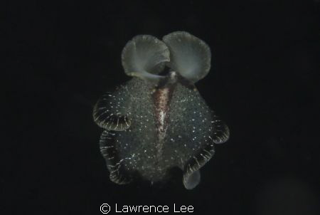 Flatworm swimming by Lawrence Lee 