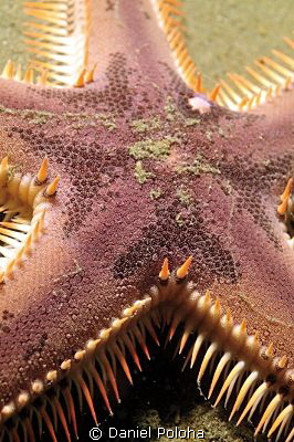 Astropecten sea star by Daniel Poloha 