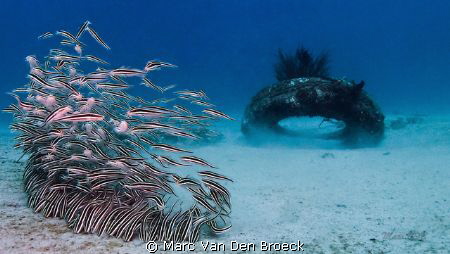 pollution becomes nature by Marc Van Den Broeck 