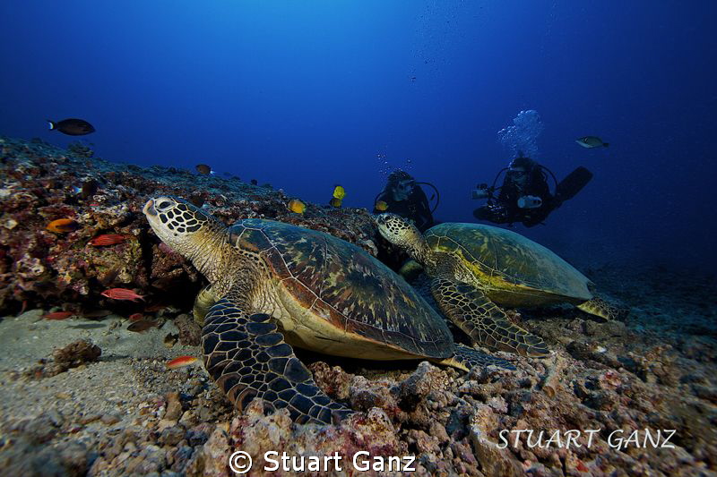 Two turtle and two divers, Oahu Hawaii. by Stuart Ganz 
