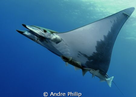 on silent wings by Andre Philip 