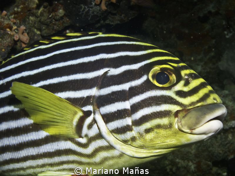 Plectorhinchus chaetodonoides (Labios dulces) by Mariano Mañas 