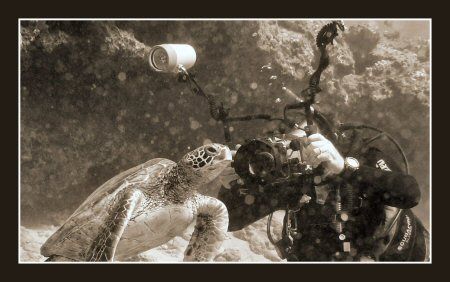 Dive Buddy - Shot at Sharks Cove, North Shore Hawaii, Oah... by Glenn Poulain 