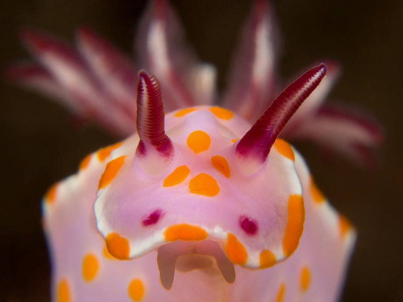 Ceratosoma amoenum, Bare Island. by Doug Anderson 