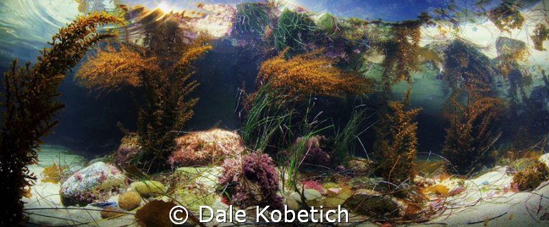 tide pool panorama ... by Dale Kobetich 