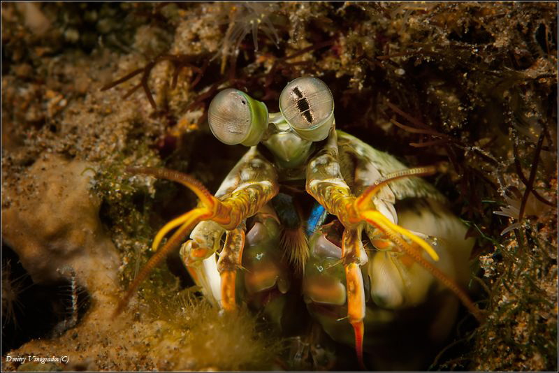 Broken eye
Mantis Shrimp by Dmitry Vinogradov 