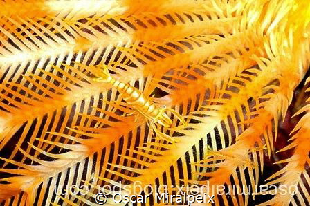 "gold" by Oscar Miralpeix 