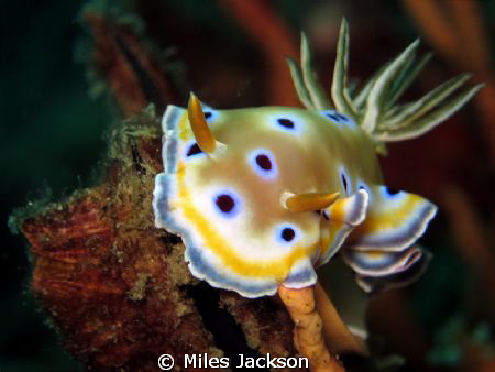 Twin Chromodoris by Miles Jackson 