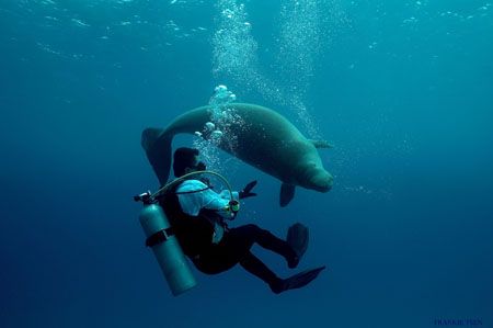 A diver and his buddy.shot at mantanani,sabah,borneo
. by Frankie Tsen 
