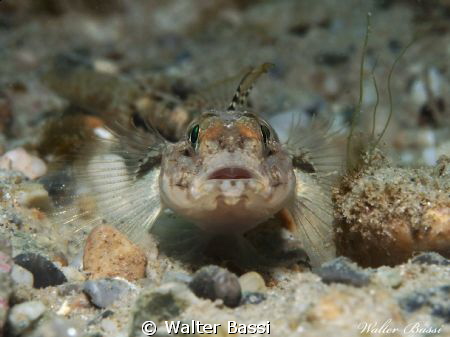 Nice face by Walter Bassi 