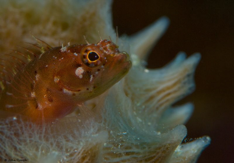 Ringed Blenny Starksia hassi at Carib Inn House reef Bona... by John Roach 