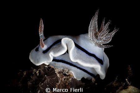 willan's chromodoris by Marco Fierli 