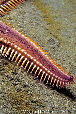 Astropecten sea star spiny arm by Daniel Poloha 