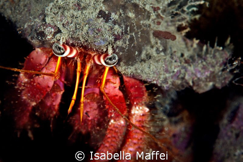 "THROUGH THE EYES"
 by Isabella Maffei 
