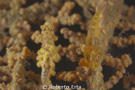 Strait Lembeh
Canon 1000d, housing Nimar, 2 strobe S&S, ... by Roberto Erta 