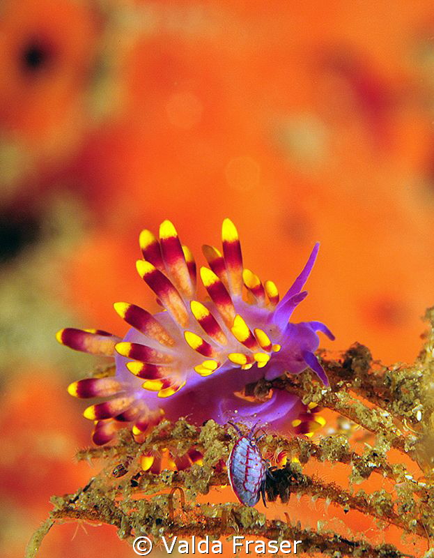 Trinchesia sibogae and amphipod. by Valda Fraser 