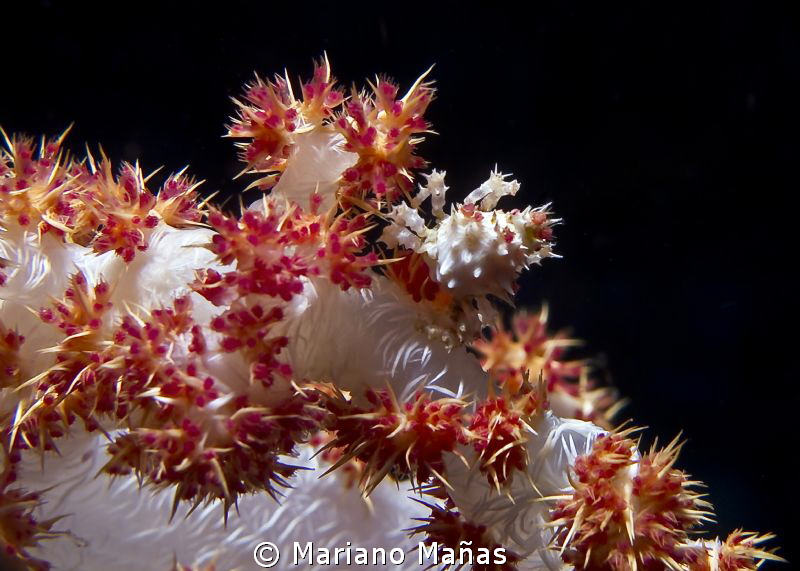 Candy crab by Mariano Mañas 