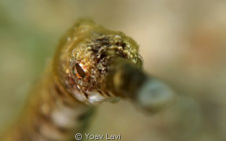 Pipe Fish by Yoav Lavi 