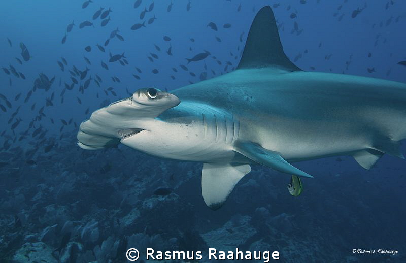 Hammertime at Malpelo by Rasmus Raahauge 