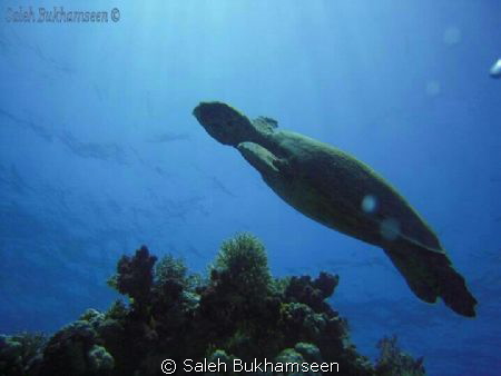 photo teaken by small camera Nikon colpix 360 by Saleh Bukhamseen 