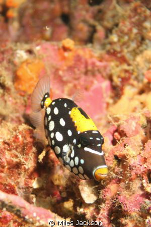 A very shy juv. Clown Triggerfish is a tough fish to phot... by Miles Jackson 