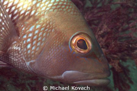 Black Sea Bass on the sand on the way to the Big Coral Kn... by Michael Kovach 