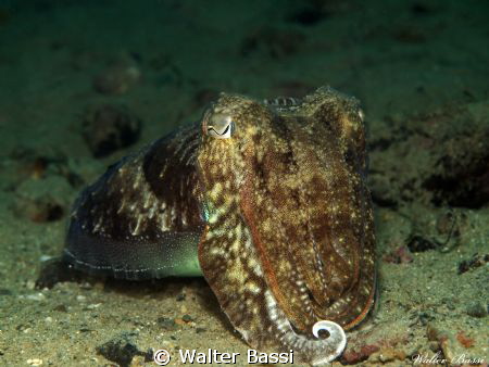 cuttle fish by Walter Bassi 
