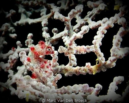 Pygmy seahorse by Marc Van Den Broeck 