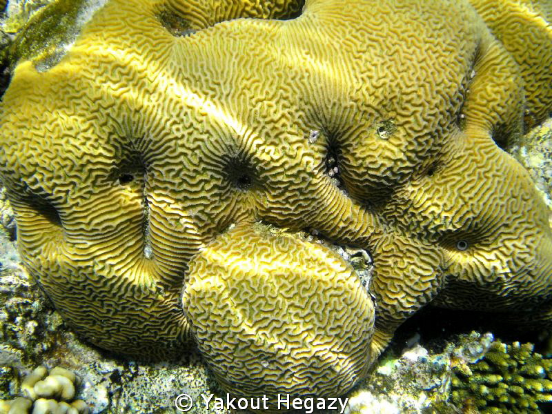 PRAIN CORAL(SHARM el SHAIKH) by Yakout Hegazy 