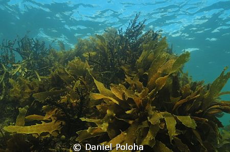 Ecklonia kelp forest by Daniel Poloha 