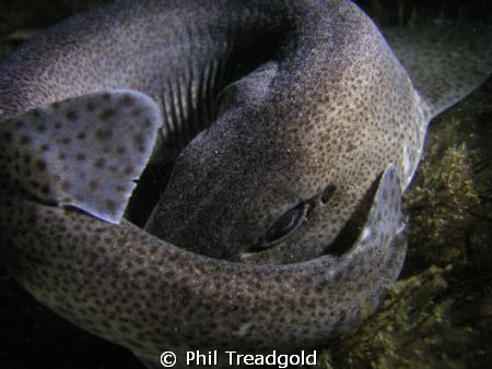 this was a night dive on the south coast at selsey. fanta... by Phil Treadgold 
