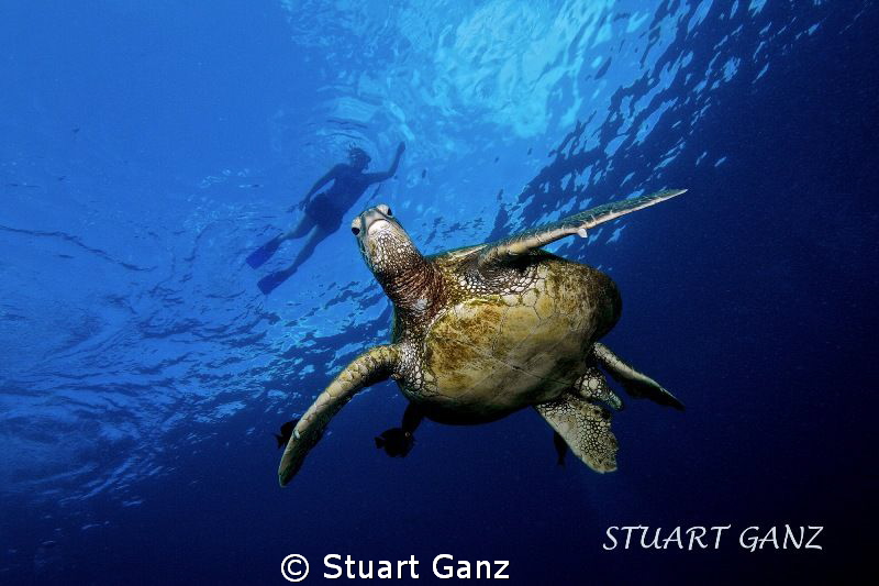 Snorkeler floating above the Honu by Stuart Ganz 