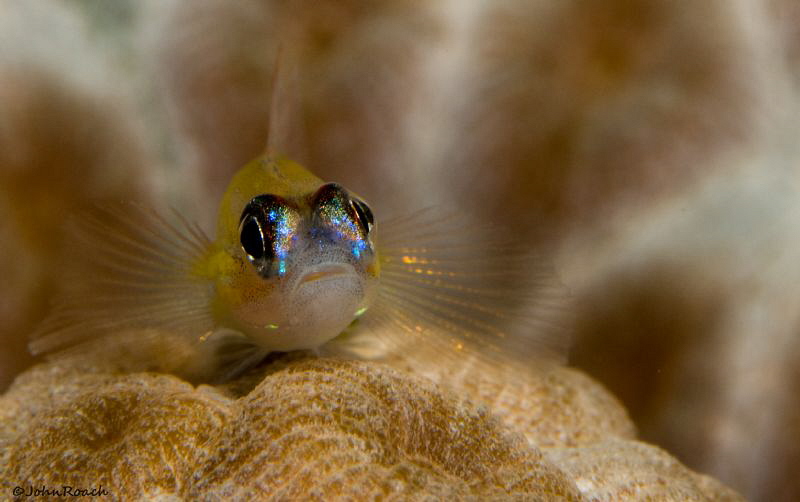 Peppermint Goby at Klien Bonaire by John Roach 