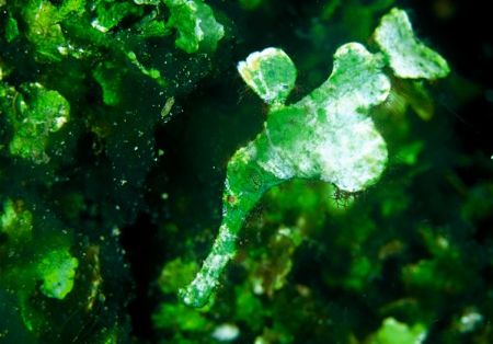 hairy ghostpipe fish by Gregory Grant 