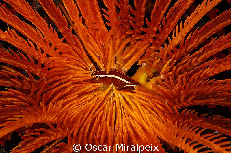 "Orange" - Sweet home by Oscar Miralpeix 